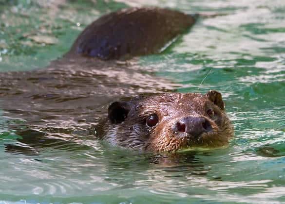 動物図鑑・ユーラシアカワウソ